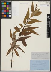 Foto von Salix acmophylla Boiss.